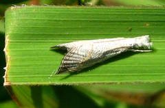 Haimbachia squamulellus