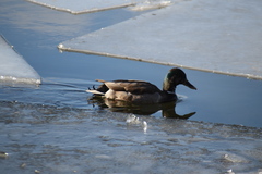 Anas platyrhynchos
