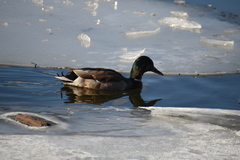 Anas platyrhynchos