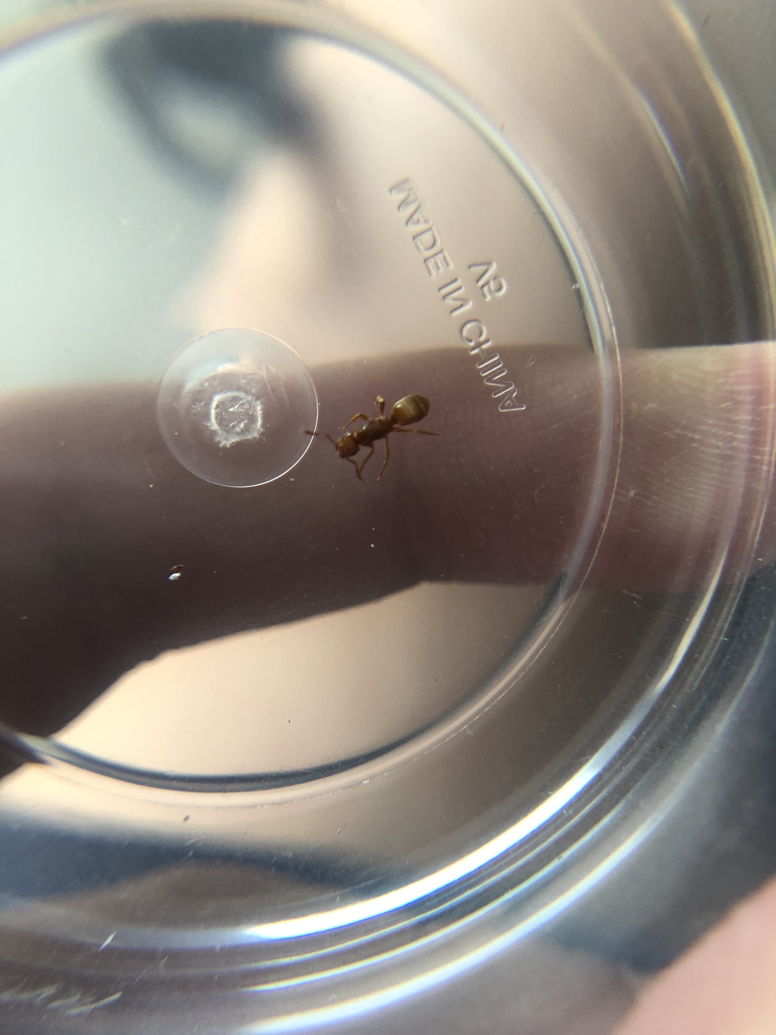 Lasius occidentalis