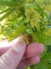 Harmonia axyridis