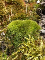 Pleuridium subulatum