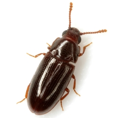 Pharaxonotha kirschii
