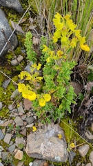 Calceolaria bartsiifolia