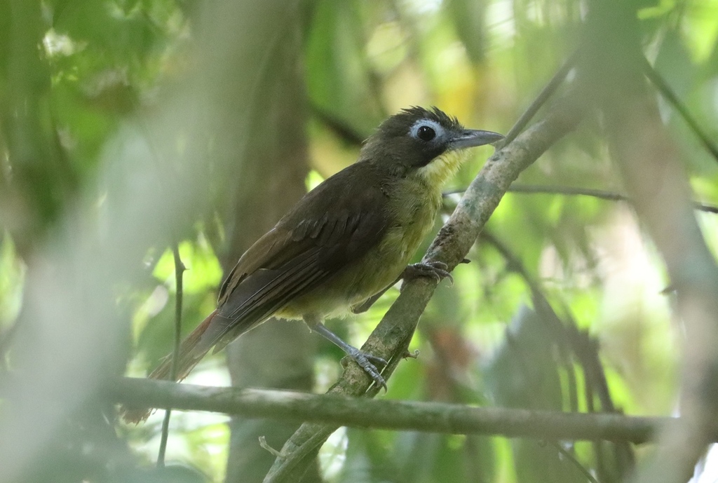 Red-tailed Bristlebill photo