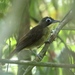 Red-tailed Bristlebill - Photo (c) mlanguy, some rights reserved (CC BY-NC), uploaded by mlanguy