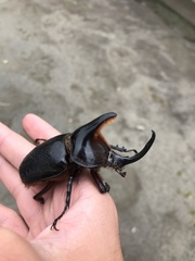 Heterogomphus schoenherri