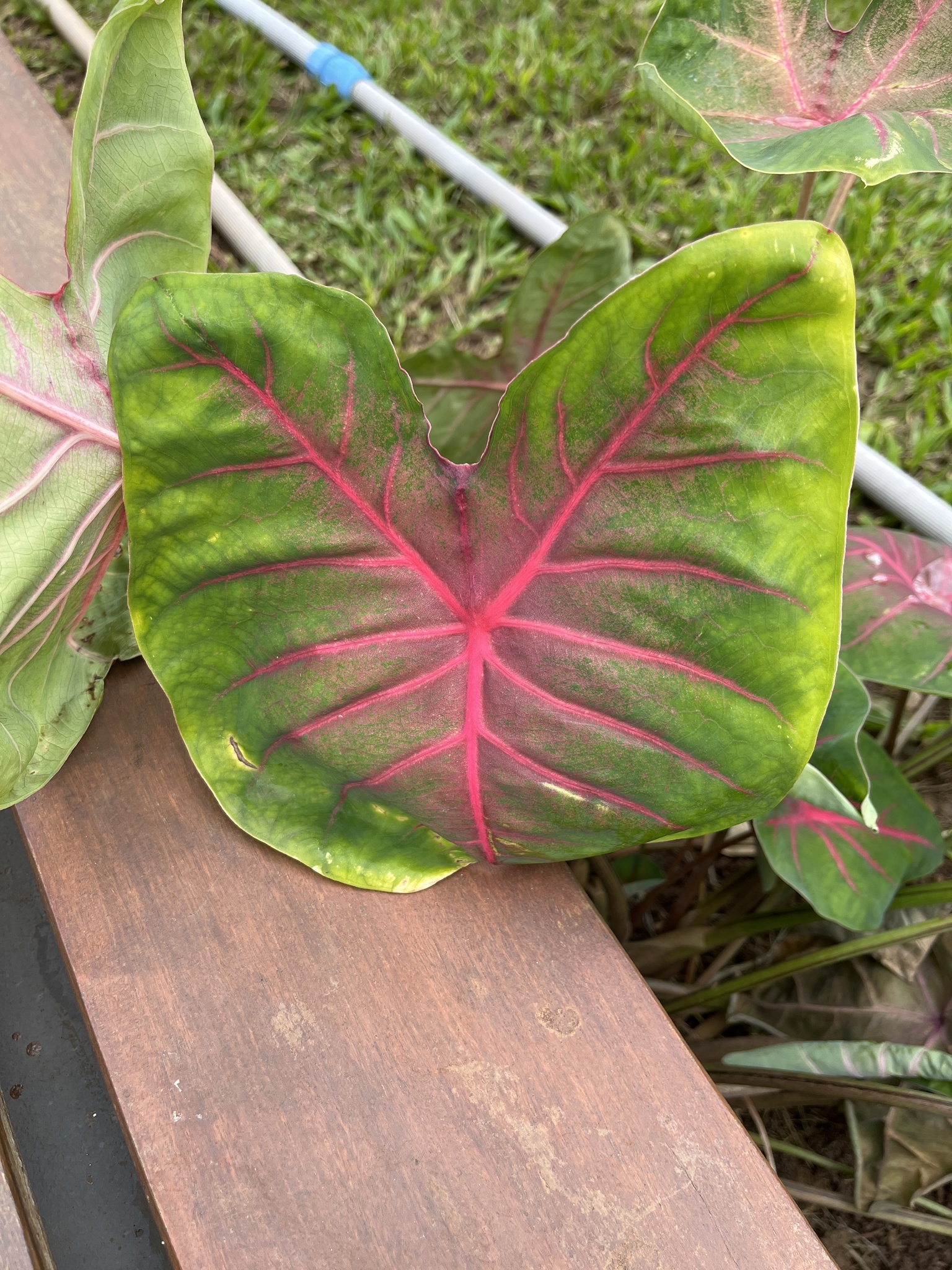 Caladium bicolor