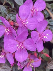 Heterocentron elegans