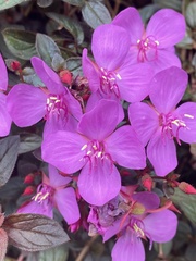 Heterocentron elegans