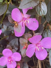 Heterocentron elegans