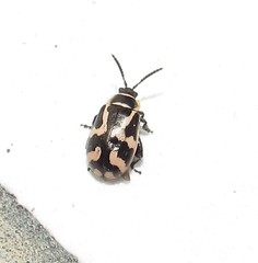 Kuschelina mathematica