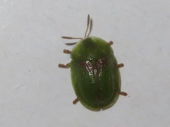 Cassida denticollis