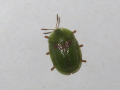 Cassida denticollis