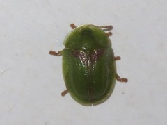 Cassida denticollis