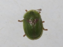 Cassida denticollis