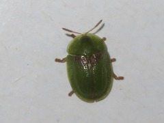 Cassida denticollis
