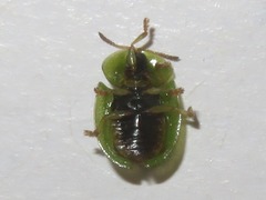 Cassida denticollis
