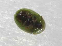 Cassida denticollis