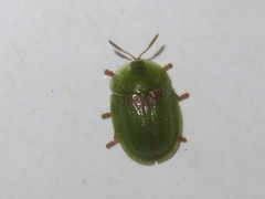 Cassida denticollis