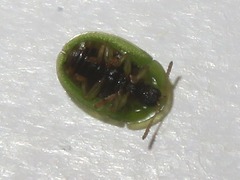 Cassida denticollis