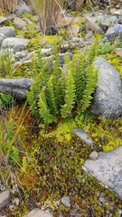 Woodsiaceae