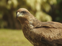 Milvus migrans parasitus