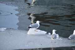Larus argentatus