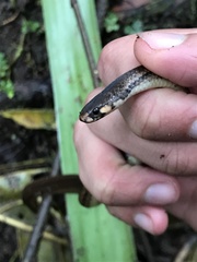 Tantilla melanocephala