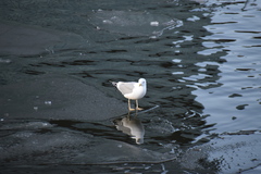 Larus