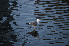Larus