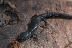 Aneides klamathensis