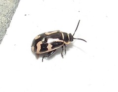 Kuschelina mathematica