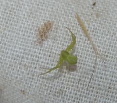 Misumenops rubrodecoratus