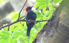 Malimbus rubricollis