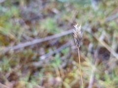Phleum arenarium