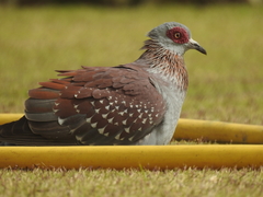 Columba guinea