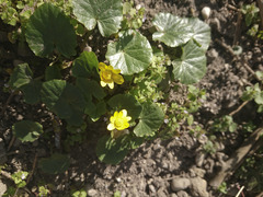 Ficaria verna verna