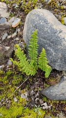 Woodsiaceae