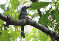 Horizocerus hartlaubi