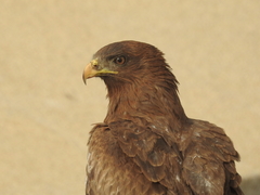 Milvus migrans parasitus