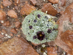 Nototriche orbignyana