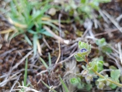 Veronica triloba