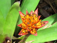 Canistrum aurantiacum