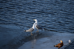 Larus