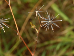 Bidens biternata