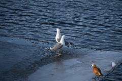 Larus