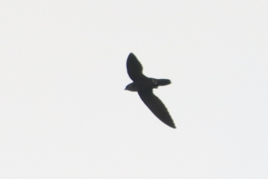 Black Spinetail