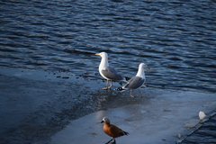 Larus