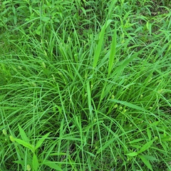 Carex squarrosa
